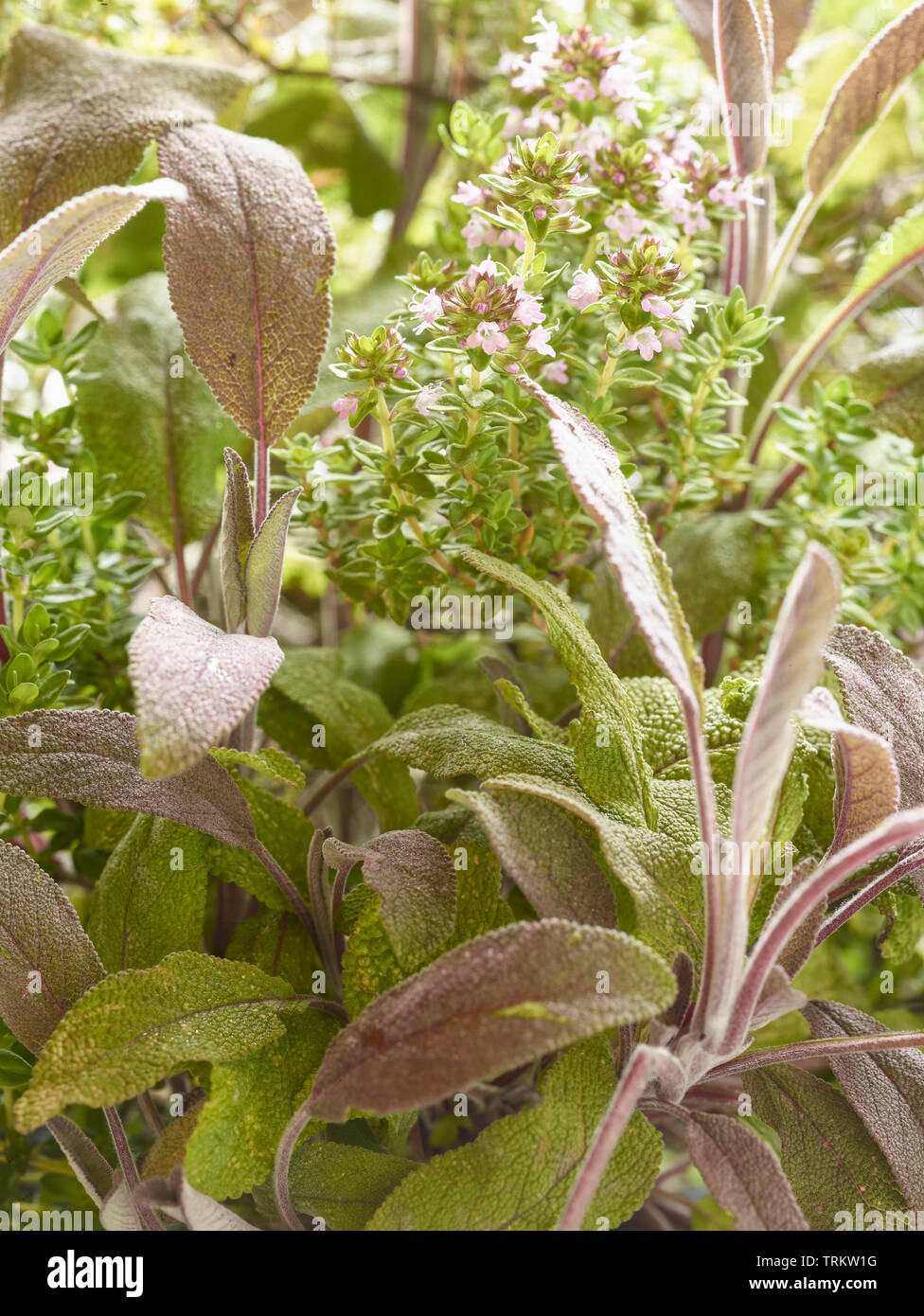 La sauge et l'Thymeherbs croissance ensemble au soleil dans un jardin de campagne anglaise, Royaume-Uni, Europe Banque D'Images