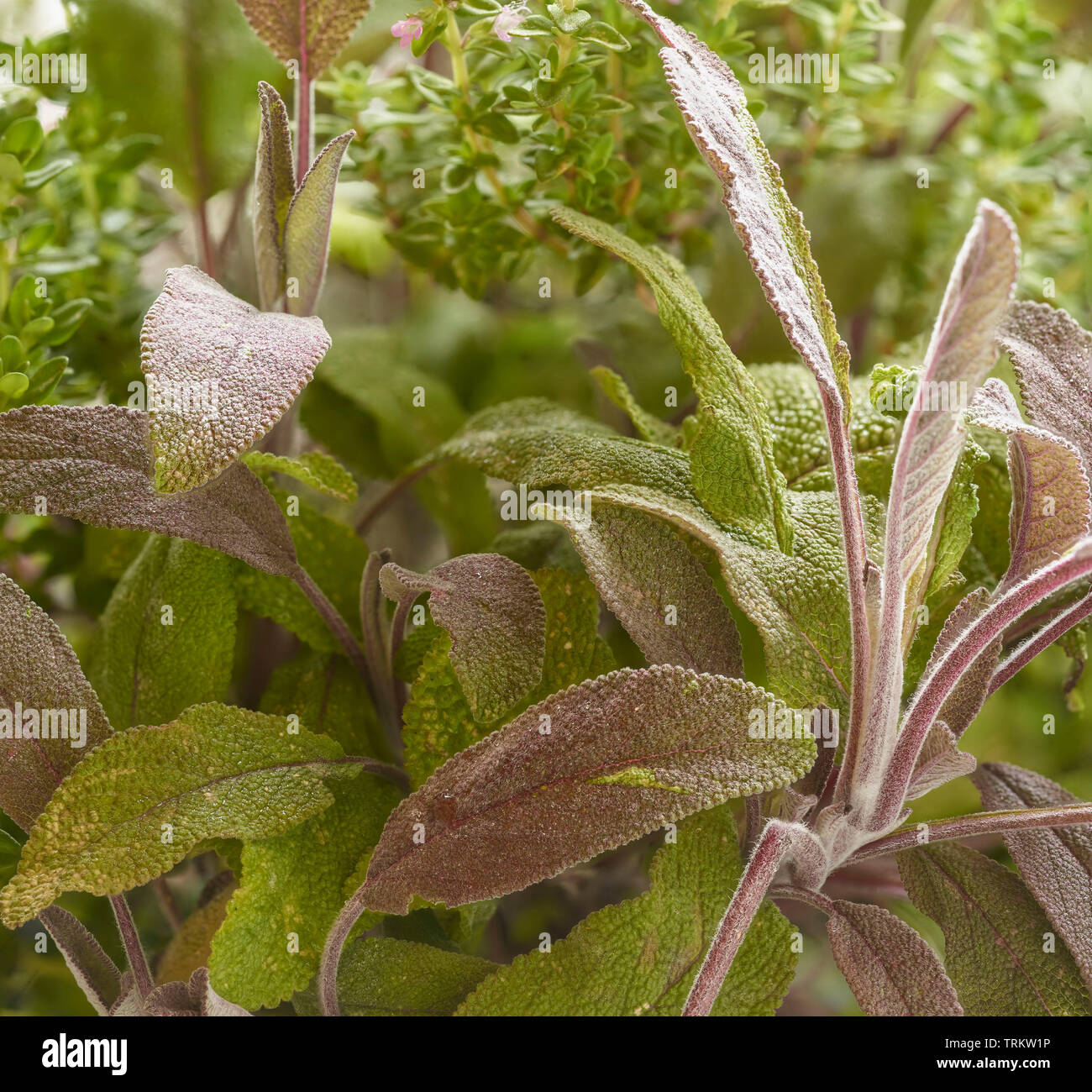 La sauge et l'Thymeherbs croissance ensemble au soleil dans un jardin de campagne anglaise, Royaume-Uni, Europe Banque D'Images