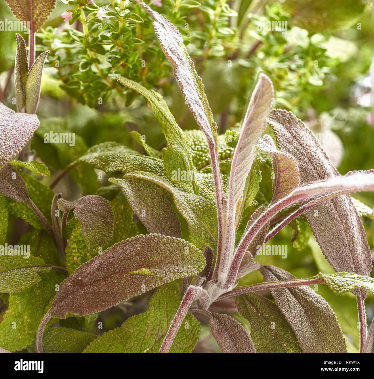 La sauge et l'Thymeherbs croissance ensemble au soleil dans un jardin de campagne anglaise, Royaume-Uni, Europe Banque D'Images