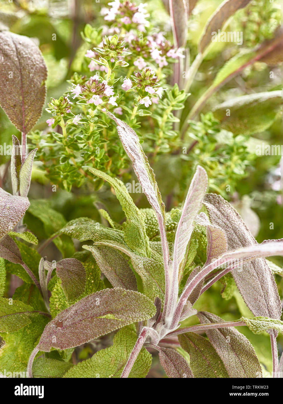 La sauge et l'Thymeherbs croissance ensemble au soleil dans un jardin de campagne anglaise, Royaume-Uni, Europe Banque D'Images