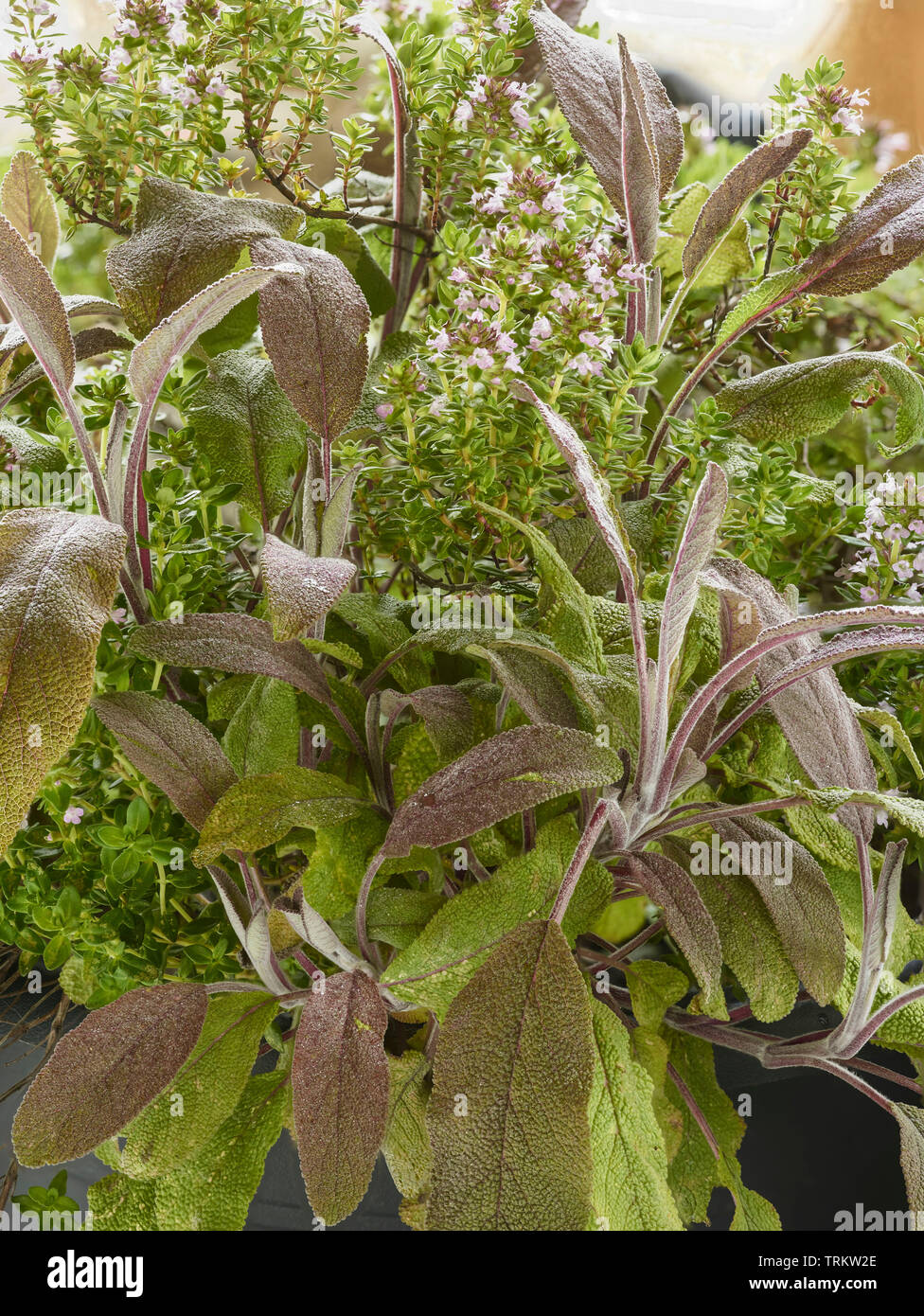 La sauge et l'Thymeherbs croissance ensemble au soleil dans un jardin de campagne anglaise, Royaume-Uni, Europe Banque D'Images