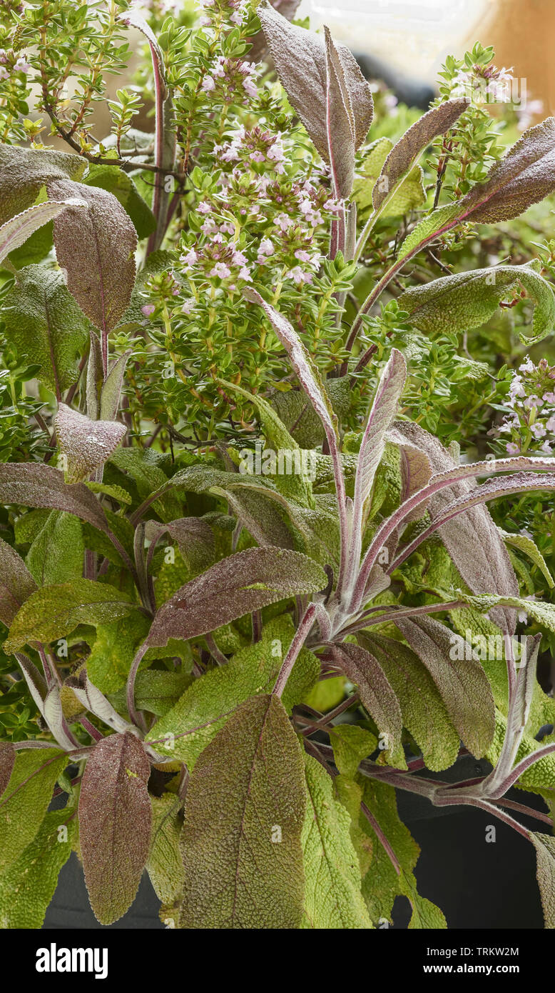 La sauge et l'Thymeherbs croissance ensemble au soleil dans un jardin de campagne anglaise, Royaume-Uni, Europe Banque D'Images