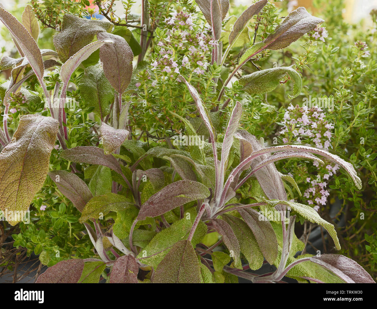 La sauge et l'Thymeherbs croissance ensemble au soleil dans un jardin de campagne anglaise, Royaume-Uni, Europe Banque D'Images