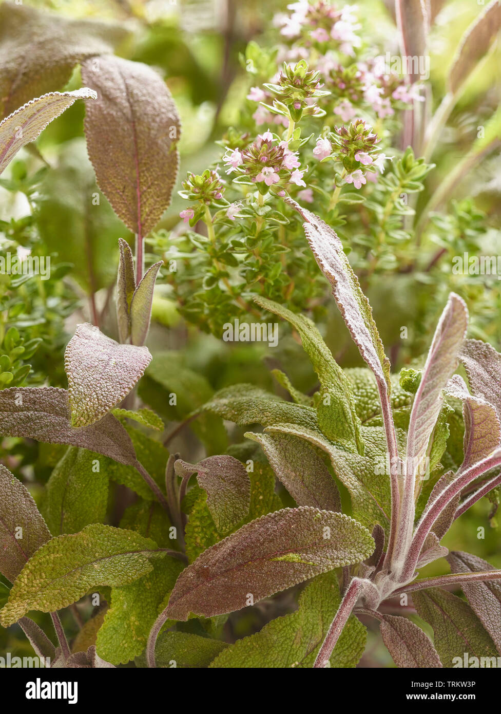 La sauge et l'Thymeherbs croissance ensemble au soleil dans un jardin de campagne anglaise, Royaume-Uni, Europe Banque D'Images