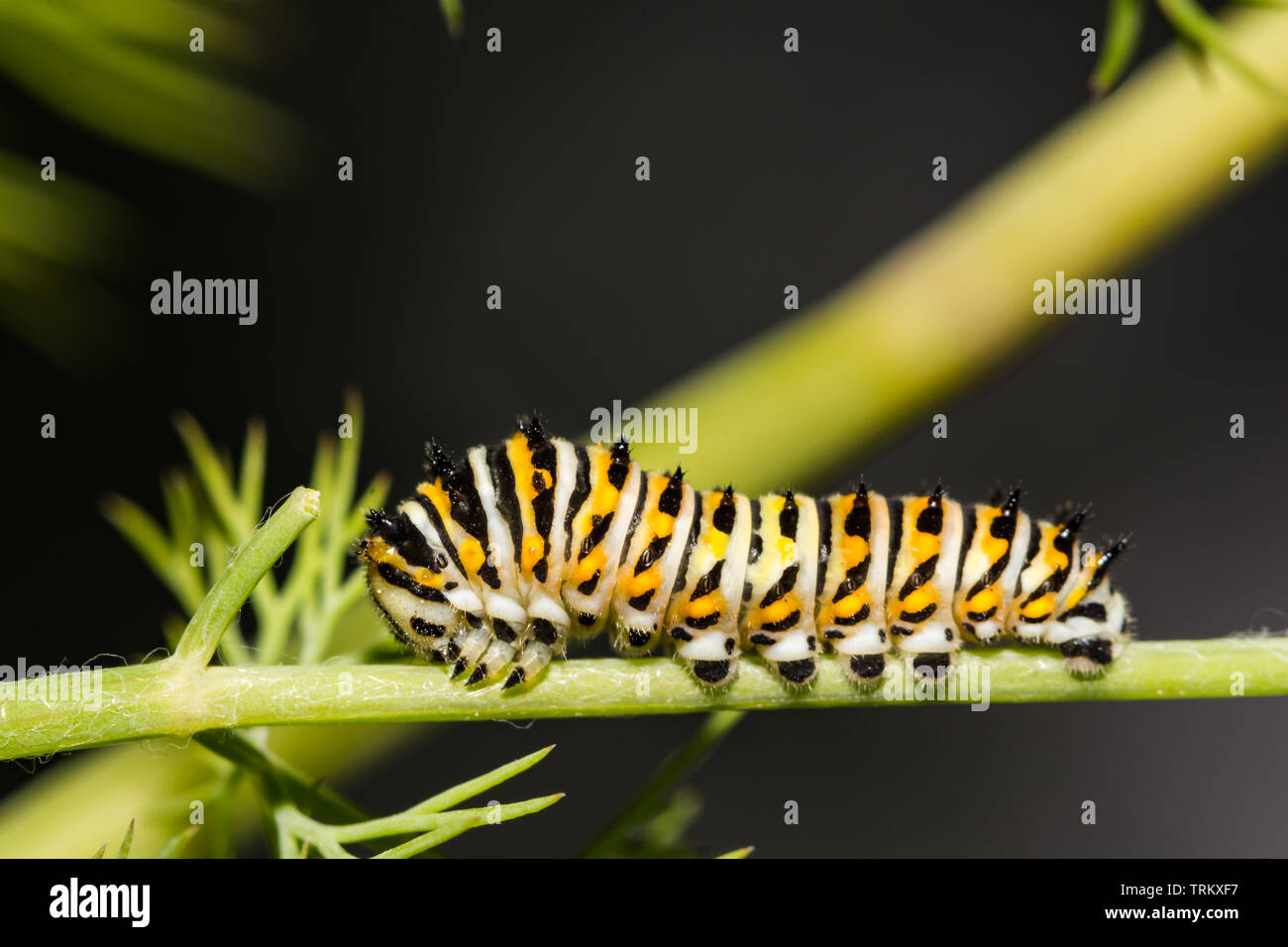 Caterpillar Swallowtail noir (Papilio polyxenes) Banque D'Images