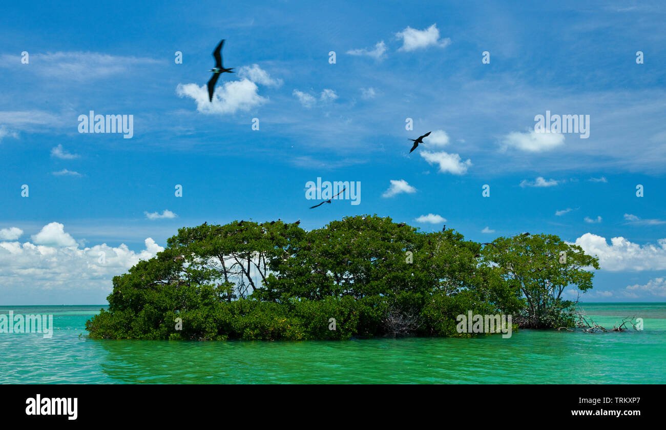 Fragata magnífica. Colonia de aves marinas en el manglar. Réserve de la biosphère de Sian Kaan, Riviera Maya, Estado de Quntana Roo, la péninsule du Yucatán de Banque D'Images