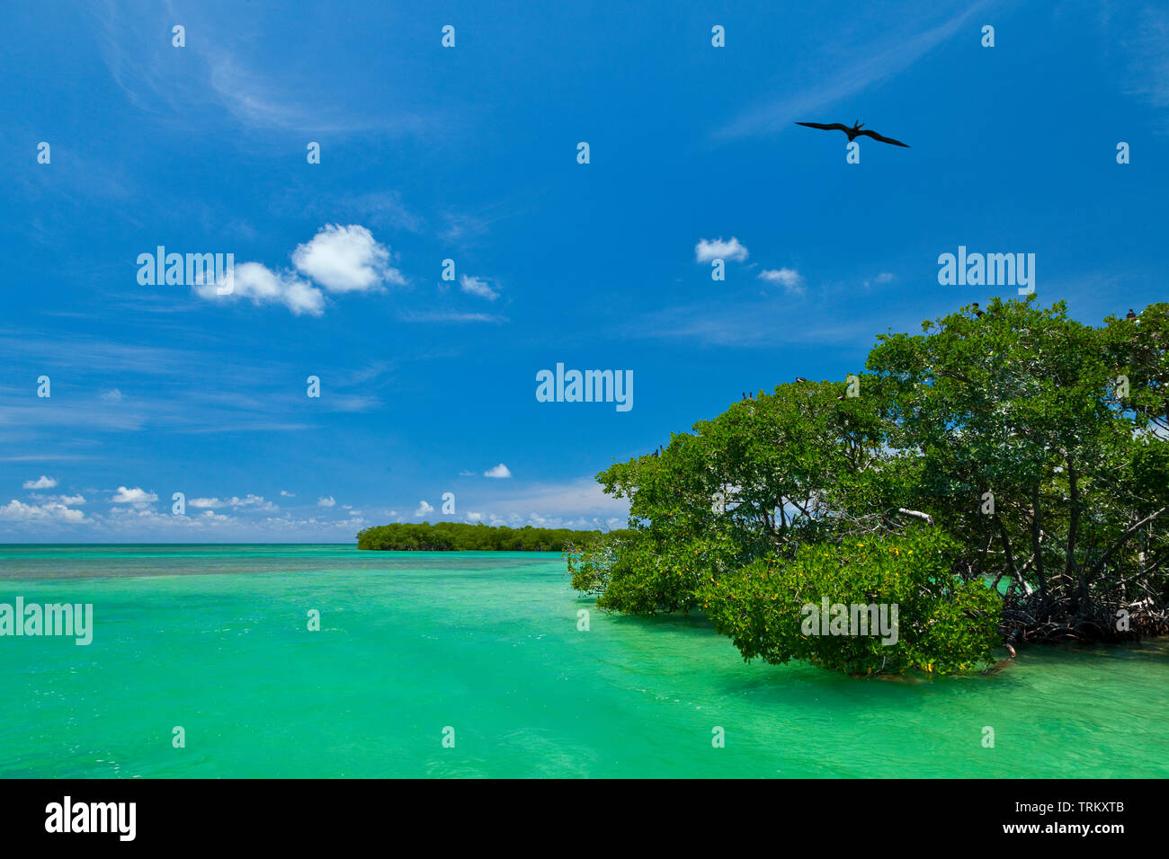 Fragata magnífica. Colonia de aves marinas en el manglar. Réserve de la biosphère de Sian Kaan, Riviera Maya, Estado de Quntana Roo, la péninsule du Yucatán de Banque D'Images