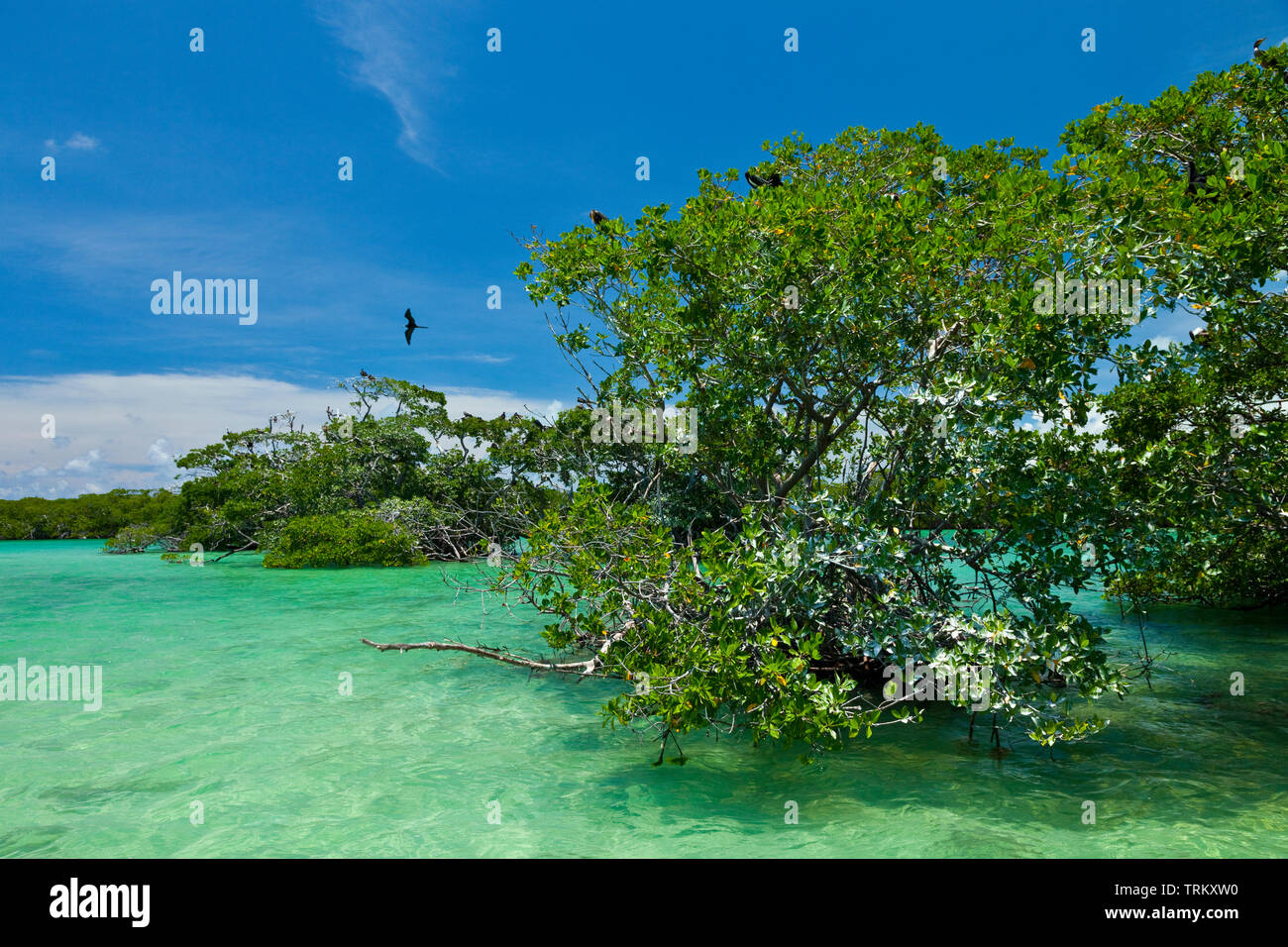 Fragata magnífica. Colonia de aves marinas en el manglar. Réserve de la biosphère de Sian Kaan, Riviera Maya, Estado de Quntana Roo, la péninsule du Yucatán de Banque D'Images