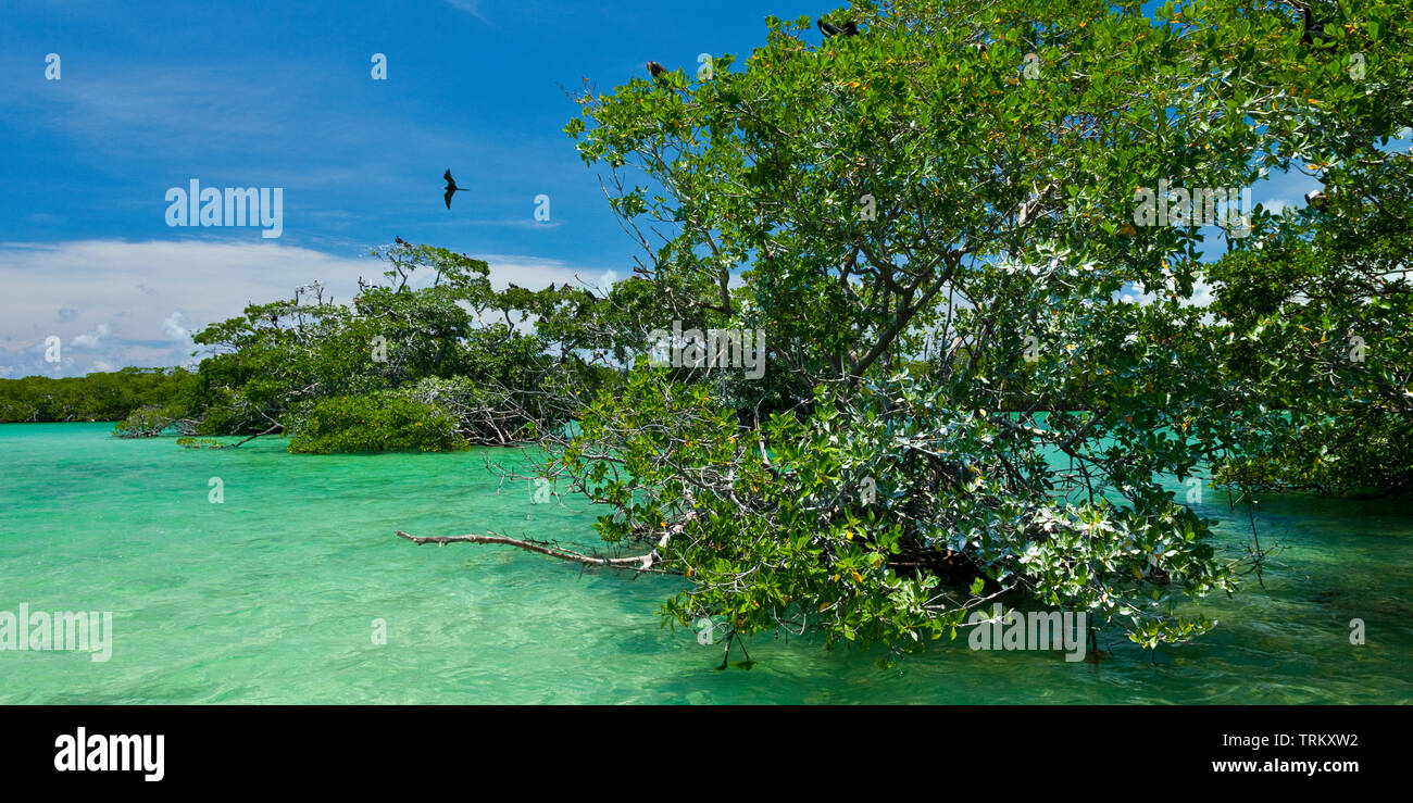 Fragata magnífica. Colonia de aves marinas en el manglar. Réserve de la biosphère de Sian Kaan, Riviera Maya, Estado de Quntana Roo, la péninsule du Yucatán de Banque D'Images