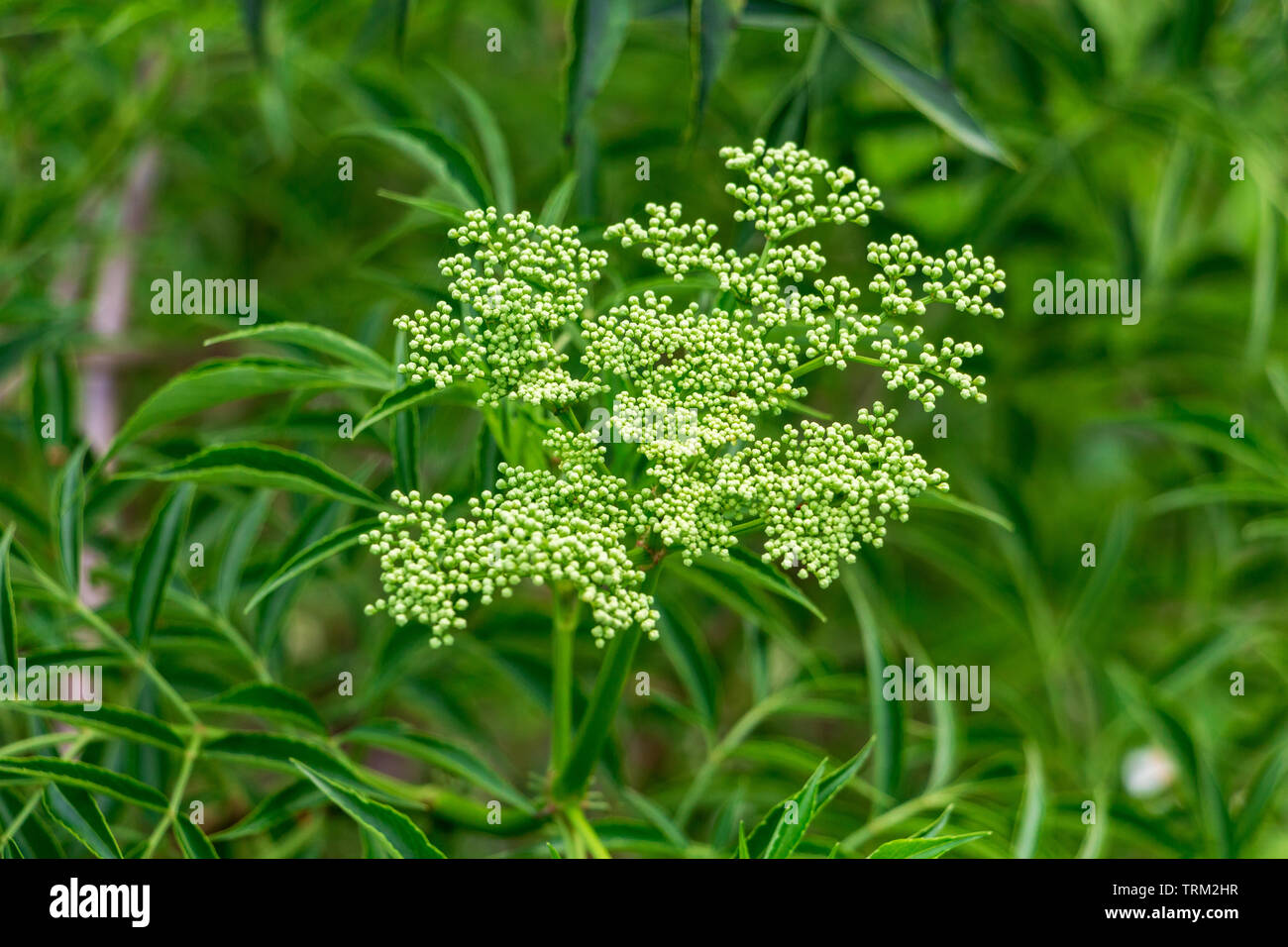 Le sureau noir (Sambucus nigra canadensis) boutons de fleurs - Long Key zone naturelle, Davie, Floride, USA Banque D'Images