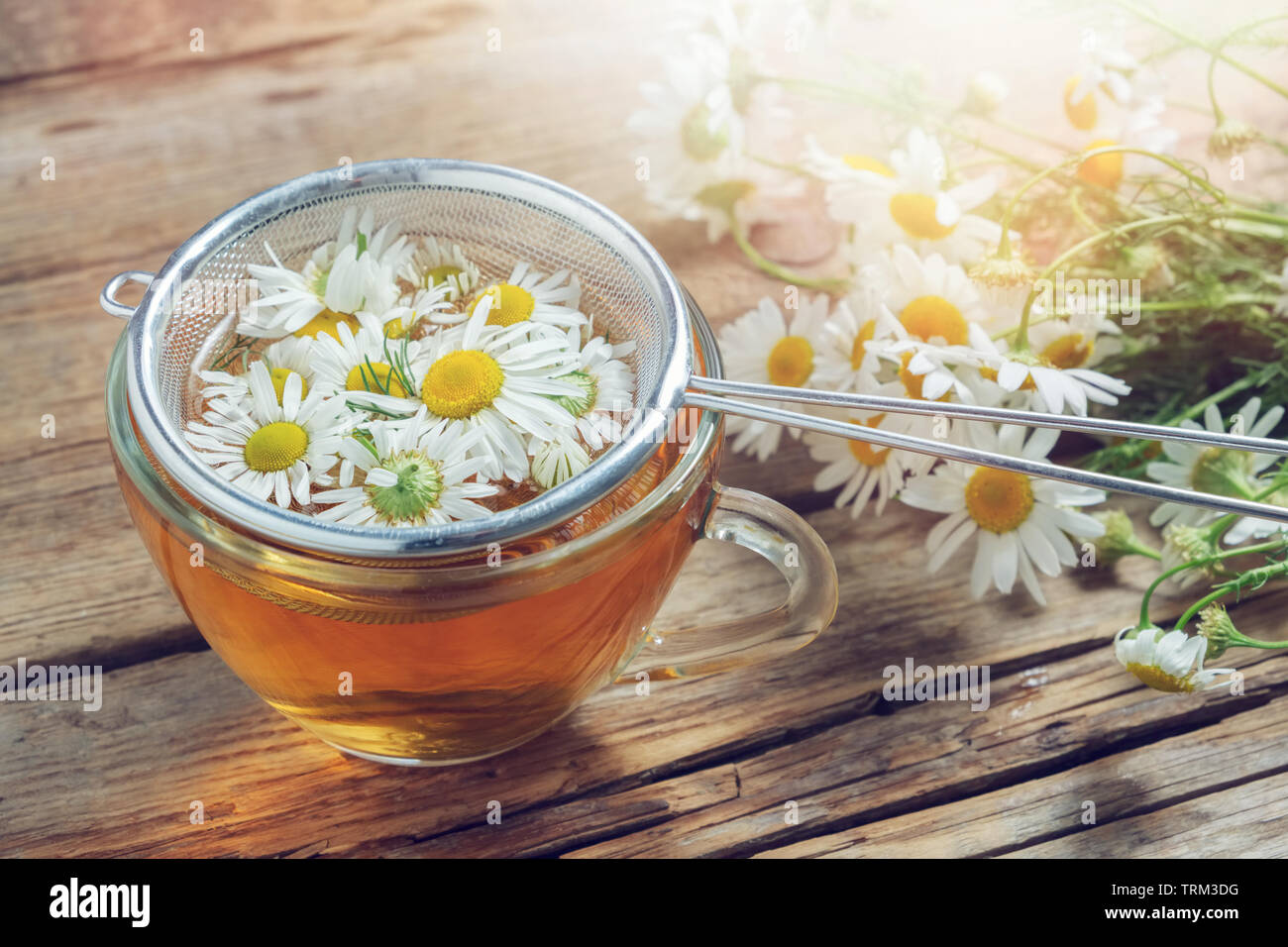 Fleurs Daisy en thé et tisane saine cup. Banque D'Images