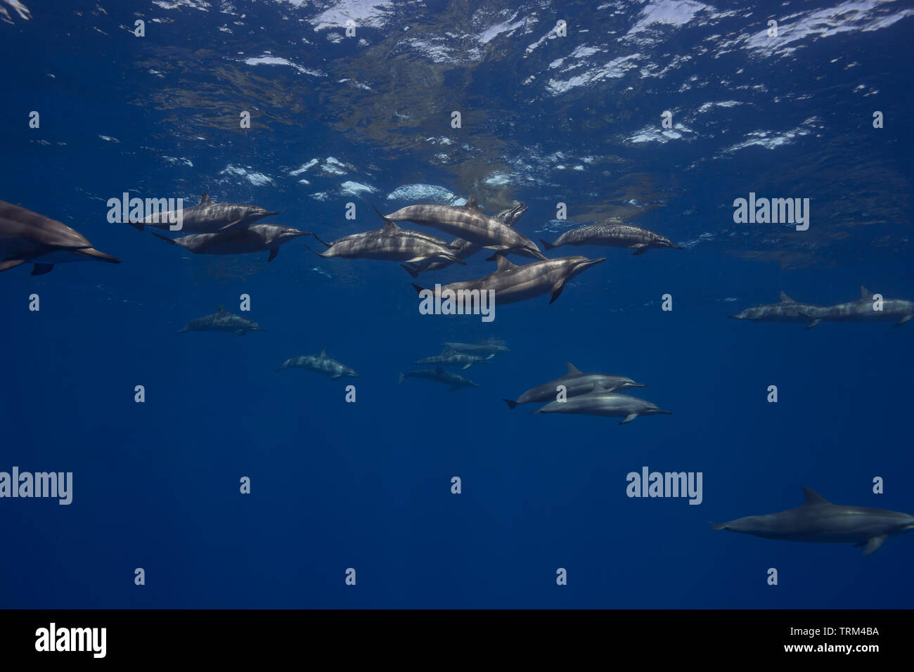 Dauphin à long bec Stenella longirostris, voyage, en grands groupes autour des îles d'Hawaï. Banque D'Images