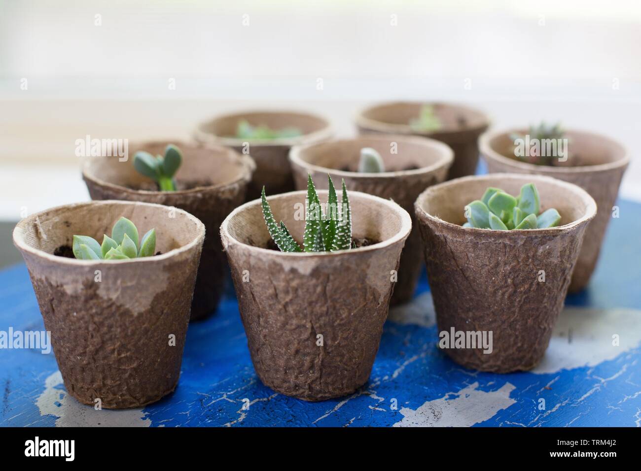 Boutures de plantes succulentes propagée plantés dans des contenants de papier biodégradable. Banque D'Images