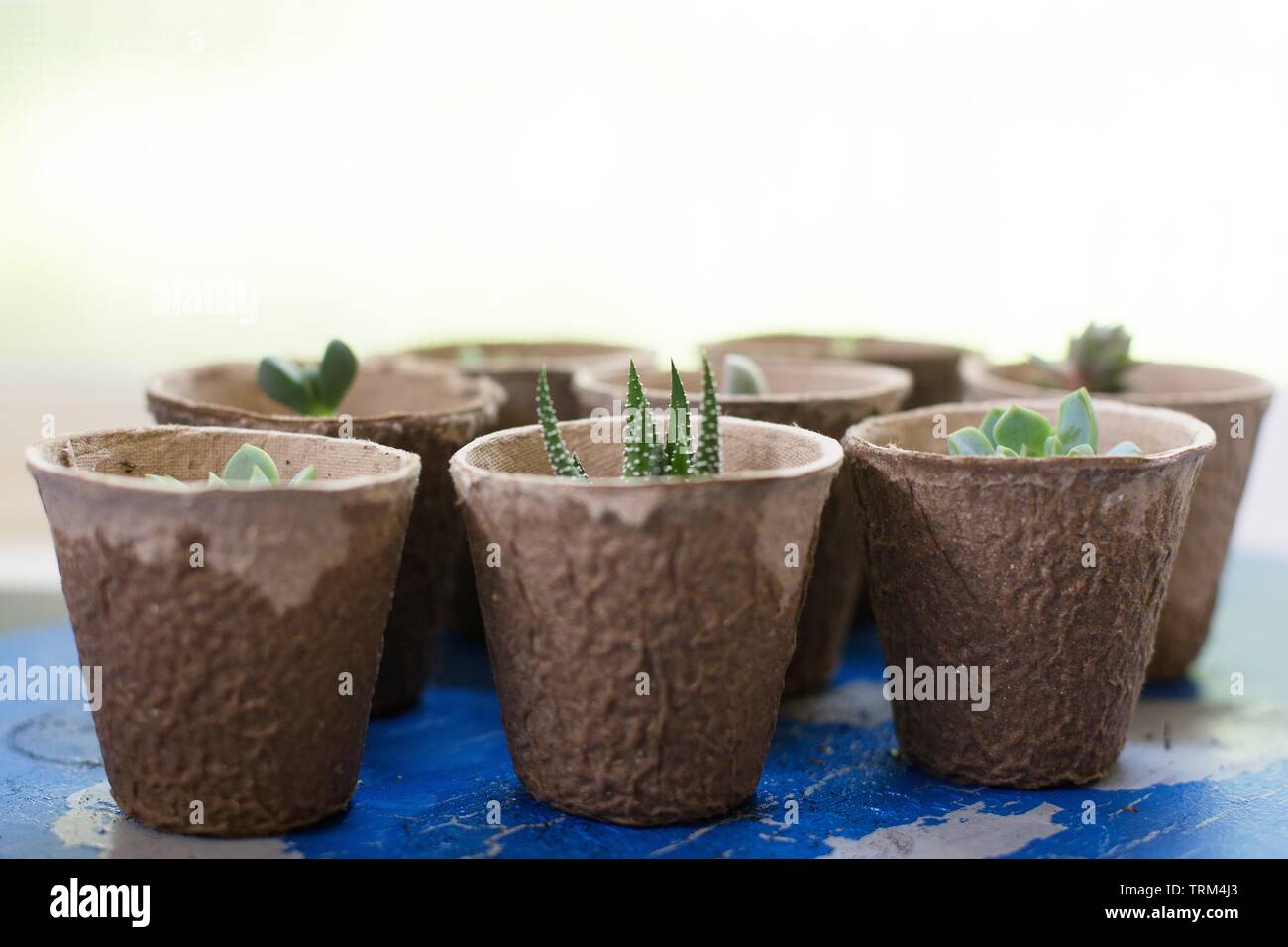 Boutures de plantes succulentes propagée plantés dans des contenants de papier biodégradable. Banque D'Images