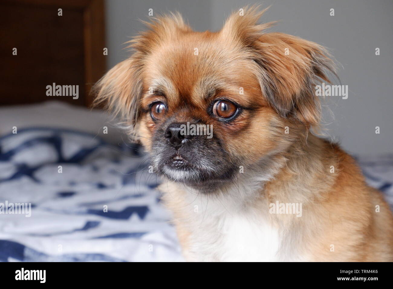 Tibetan Spaniel dog looking out window Banque D'Images