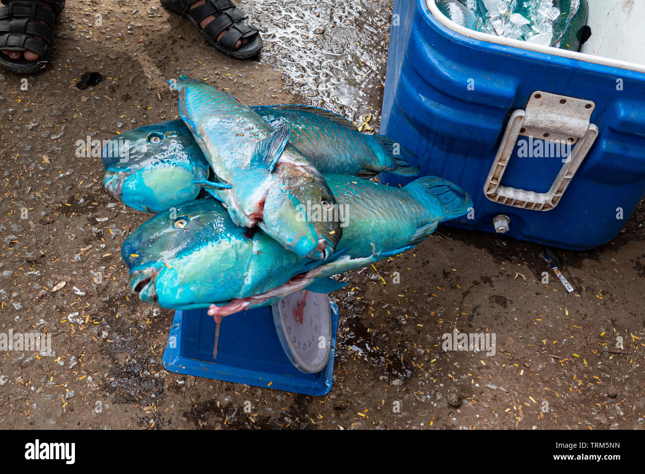 Poisson perroquet vendu et a pesé sur le marché, Port Vila, l'île d'Efate, Vanuatu, Mélanésie Banque D'Images