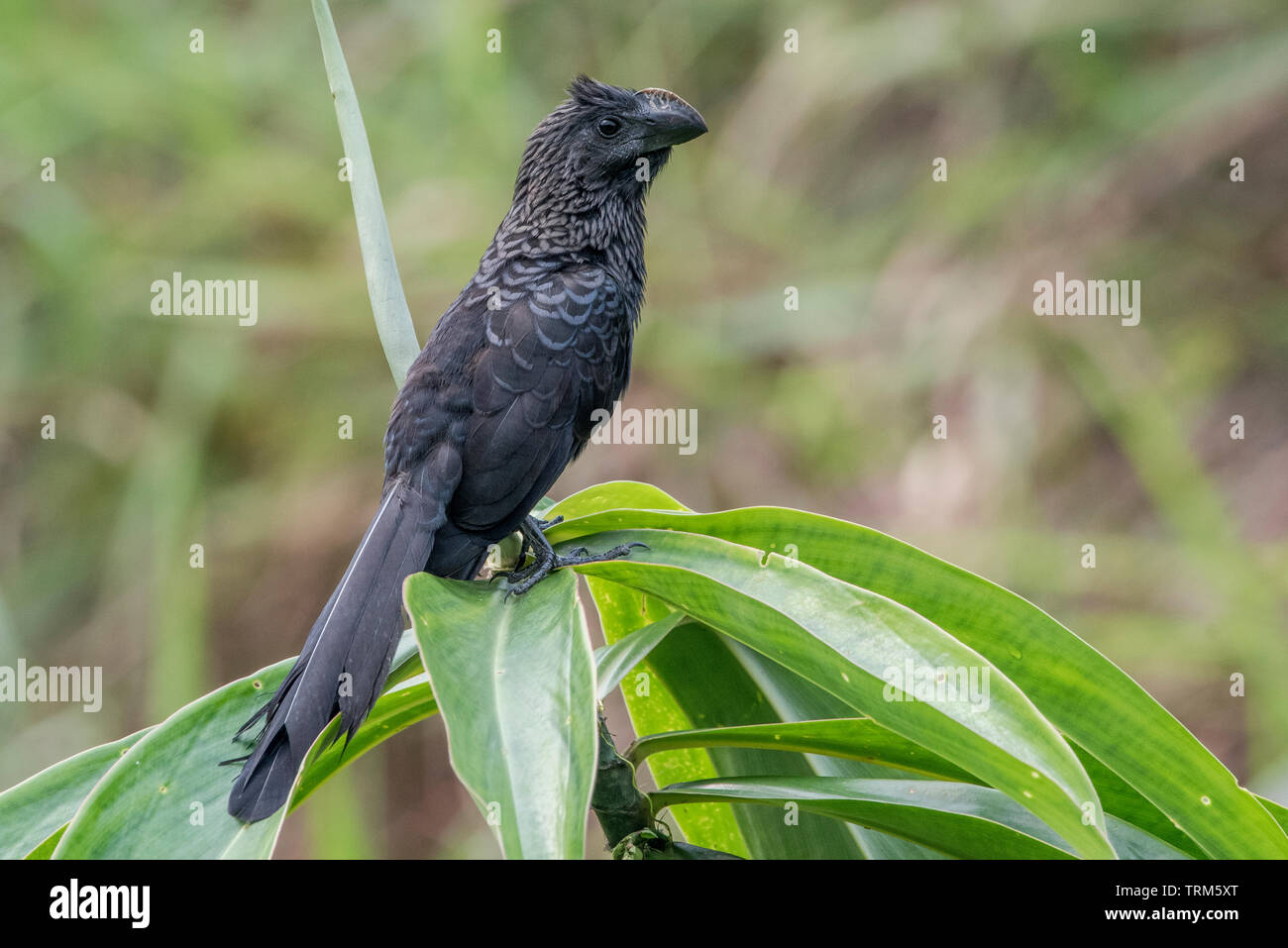 Un ani à bec lisse (Crotophaga ani) à partir d'une puce à la station biologique du Parc National de Yasuni en Equateur. Banque D'Images