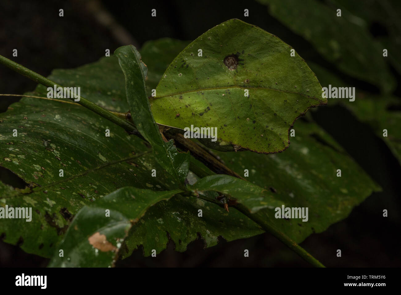 Une feuille au milieu des perchoirs katydid imitent le feuillage de la forêt amazonienne en Equateur. Banque D'Images