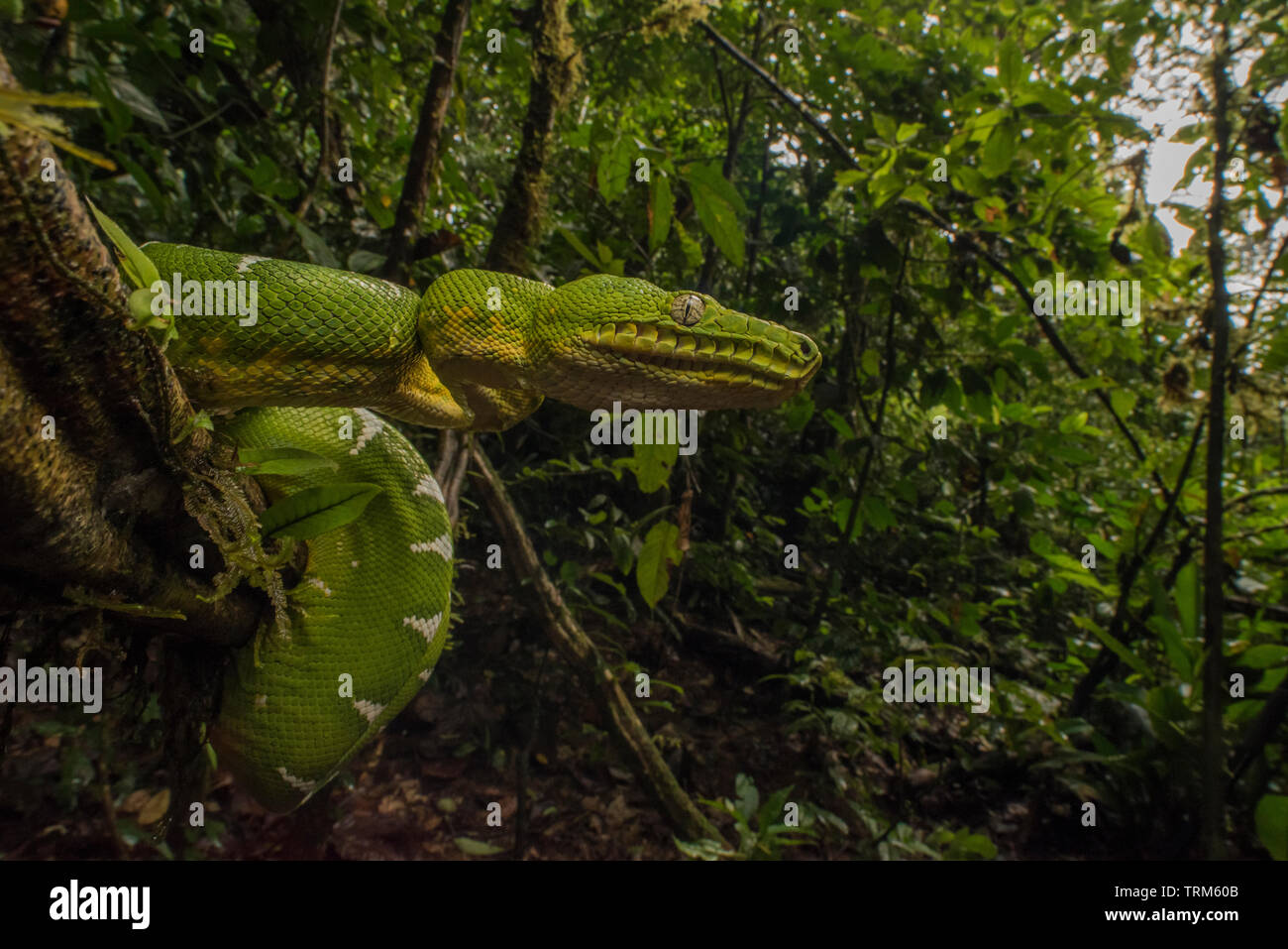Un boa émeraude sauvages (Corallus caninus) du parc national Yasuni dans la jungle amazonienne de l'Équateur. Banque D'Images