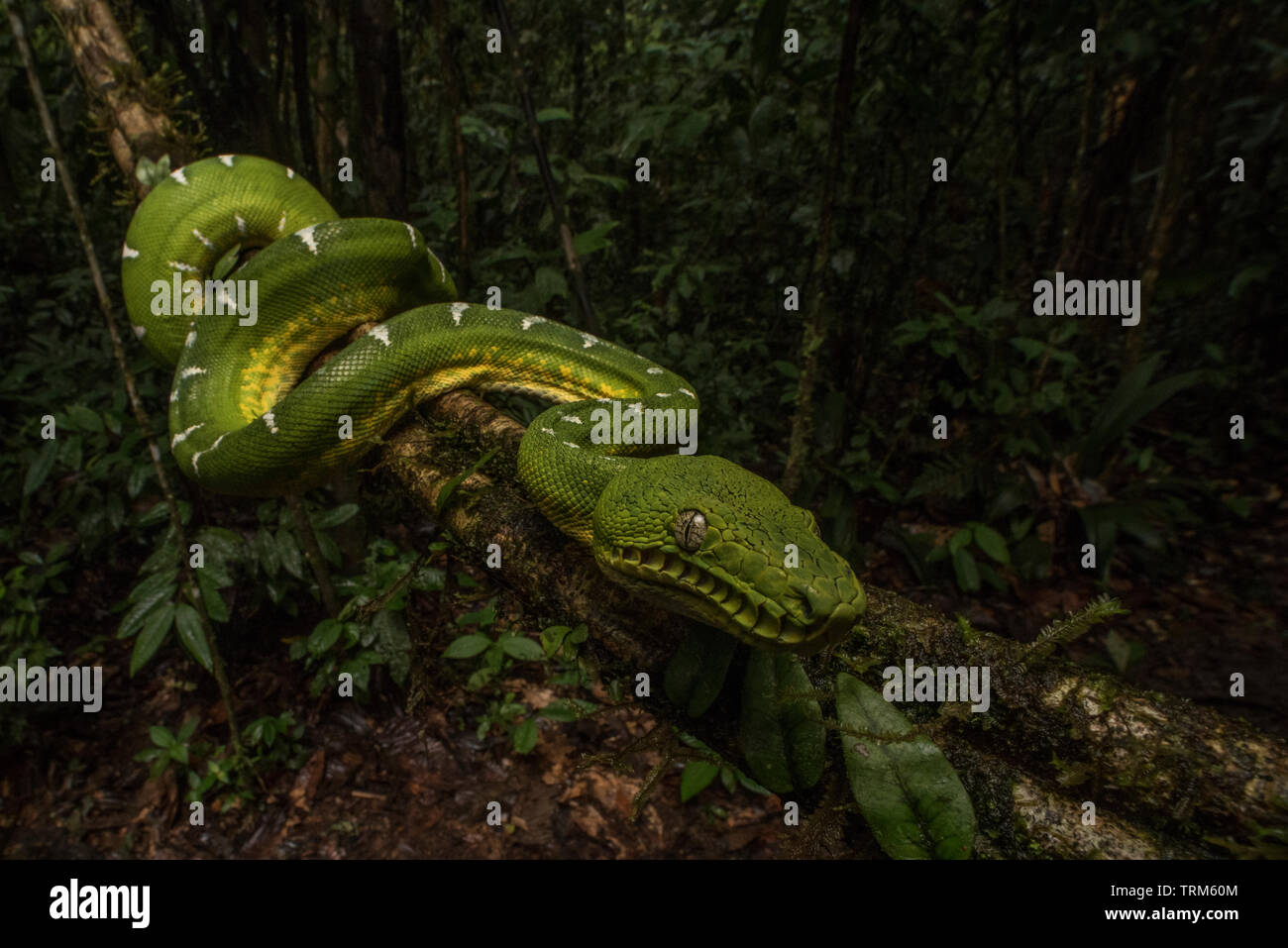 Un boa émeraude sauvages (Corallus caninus) du parc national Yasuni dans la jungle amazonienne de l'Équateur. Banque D'Images