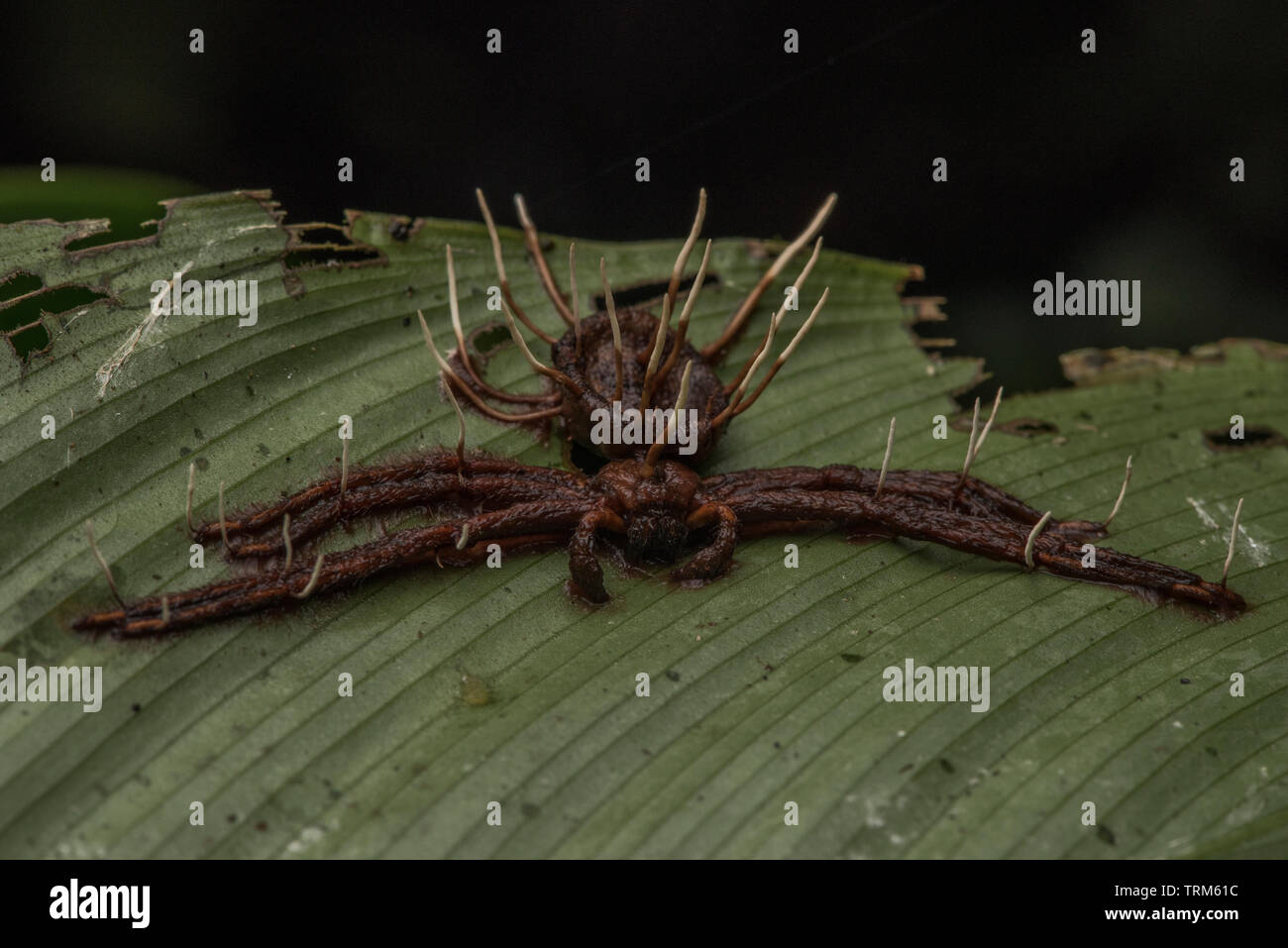 Une araignée qui a été tué par un champignon entomopathogène, peut-être une espèce cordyceps ou ophiocordyceps. Banque D'Images