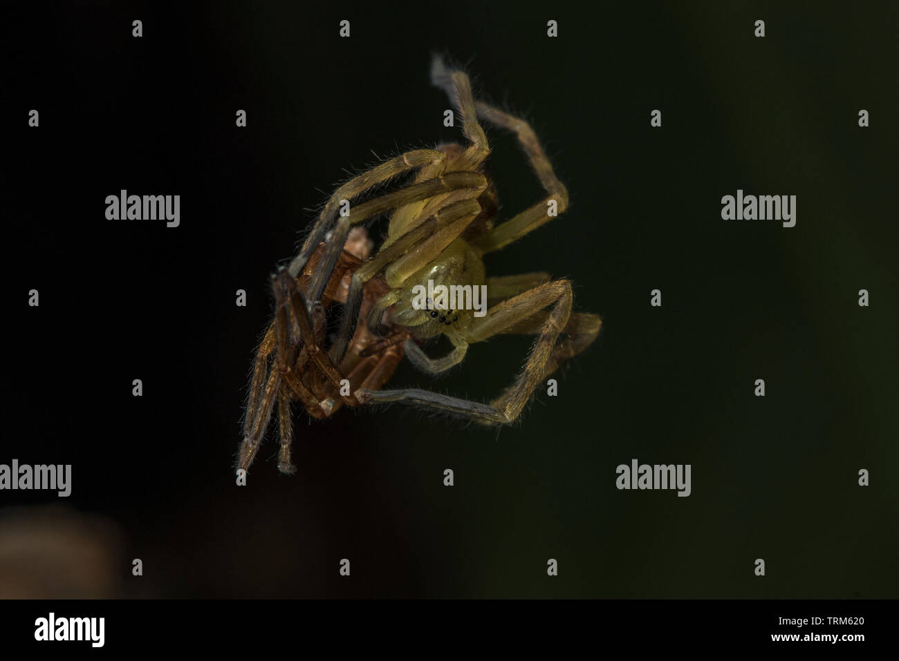 Un close up image d'une araignée de manger une autre araignée dans le parc national Yasuní, en Équateur. Banque D'Images