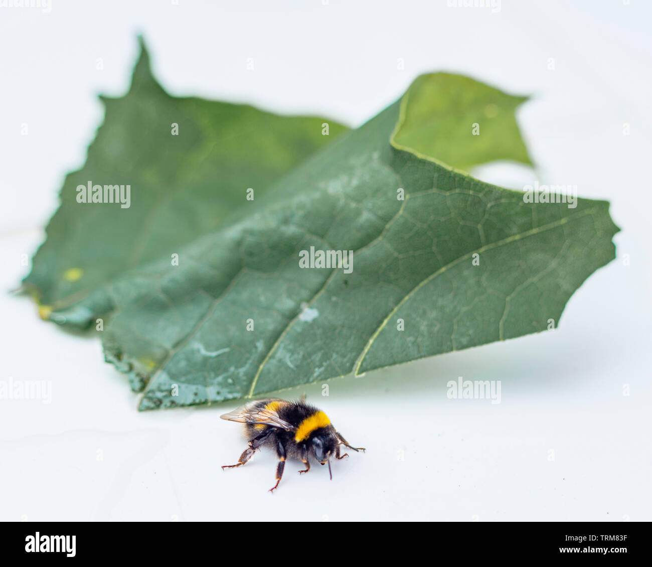 Bourdon et Leaf Banque D'Images
