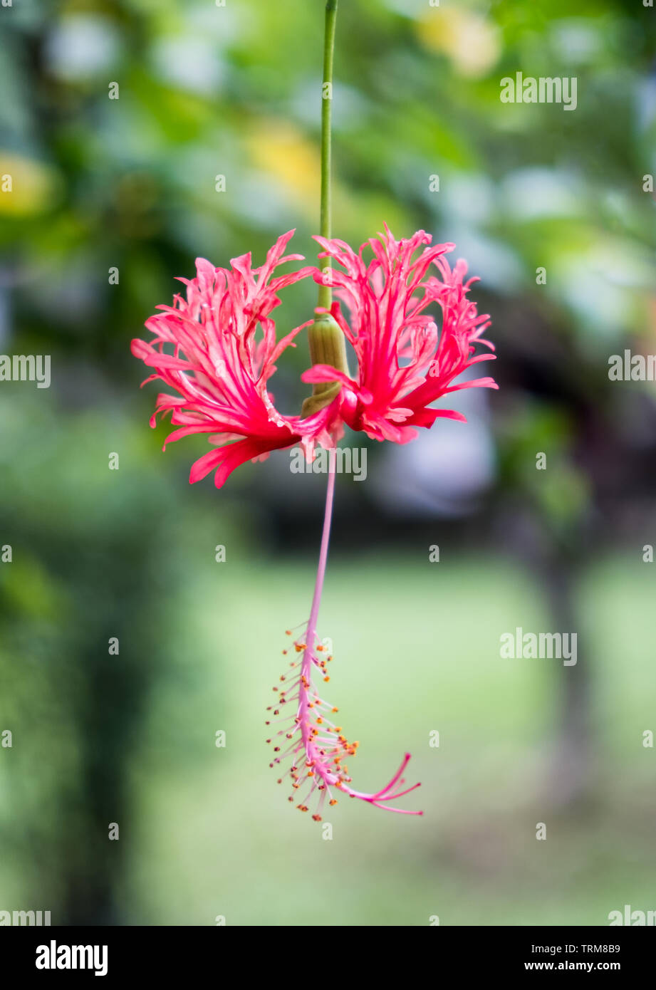 Red Hibiscus schizopetalus pendaison fleur sur tige verte Banque D'Images