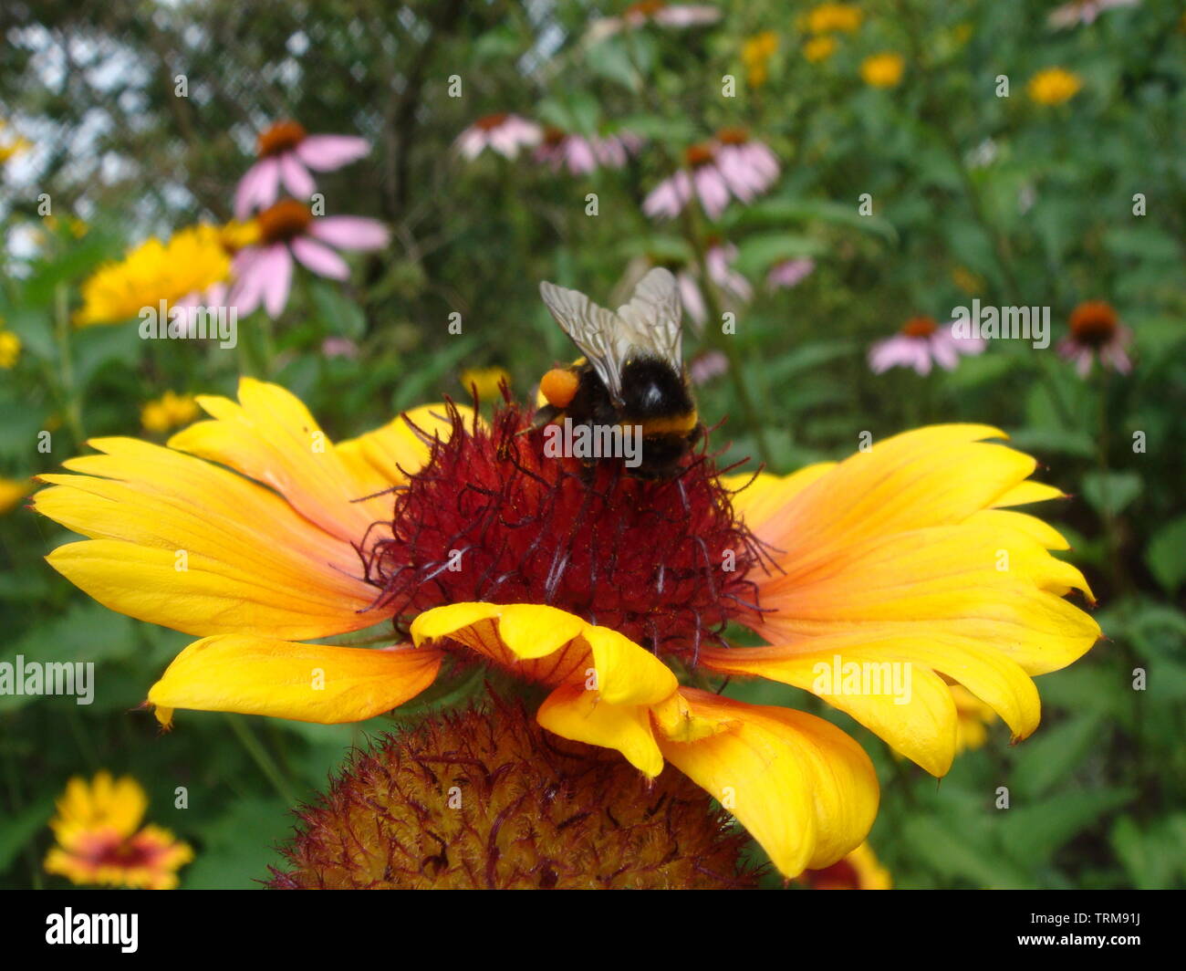 Abeille sur fleur jaune et orange tête de rudbeckia ou black-eyed susan recueillir le nectar et polinate fleurs Banque D'Images