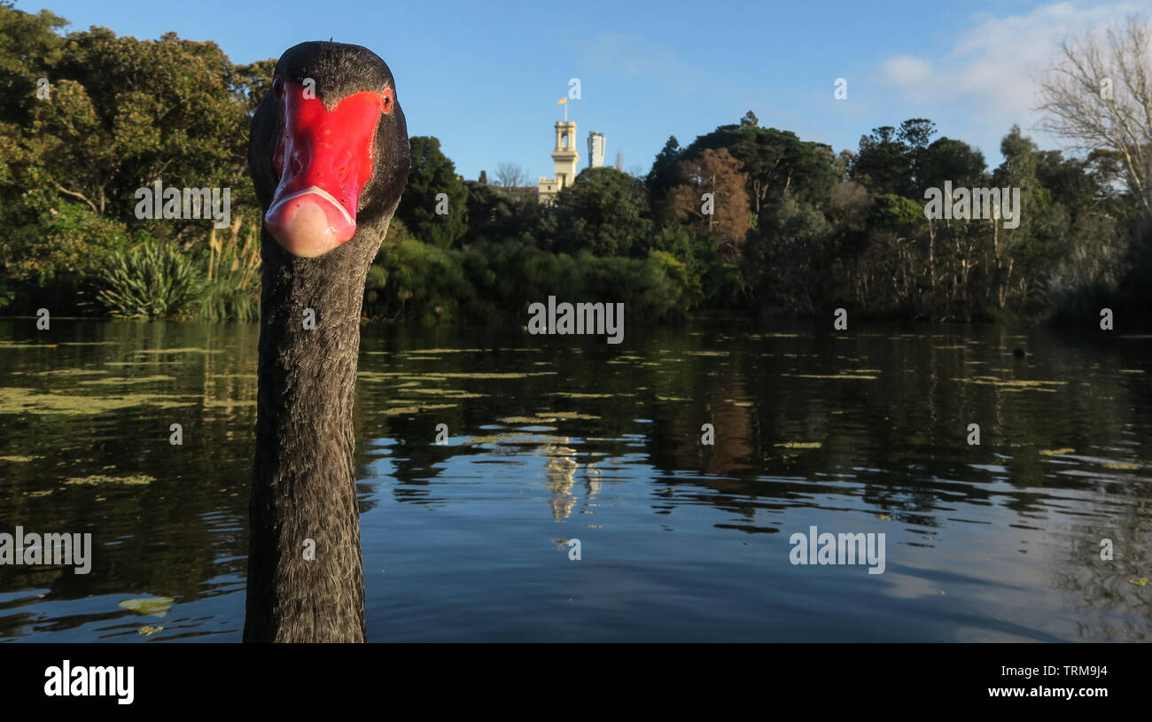 Scènes de Melbourne. Un cygne's eye view au Jardin Botanique à Melbourne en Australie. Banque D'Images