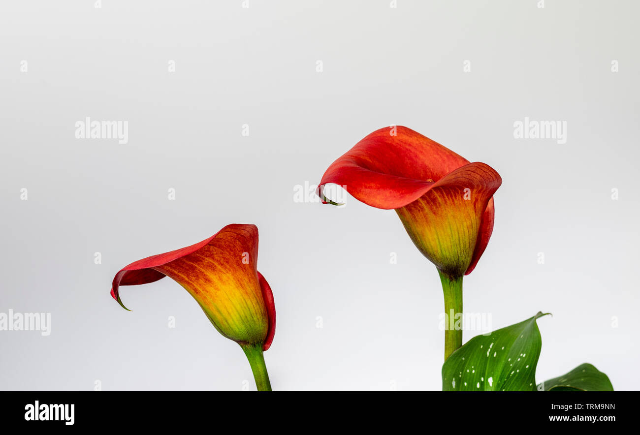 Calla Lily fleurit en pleine floraison montrant il belles formes Banque D'Images