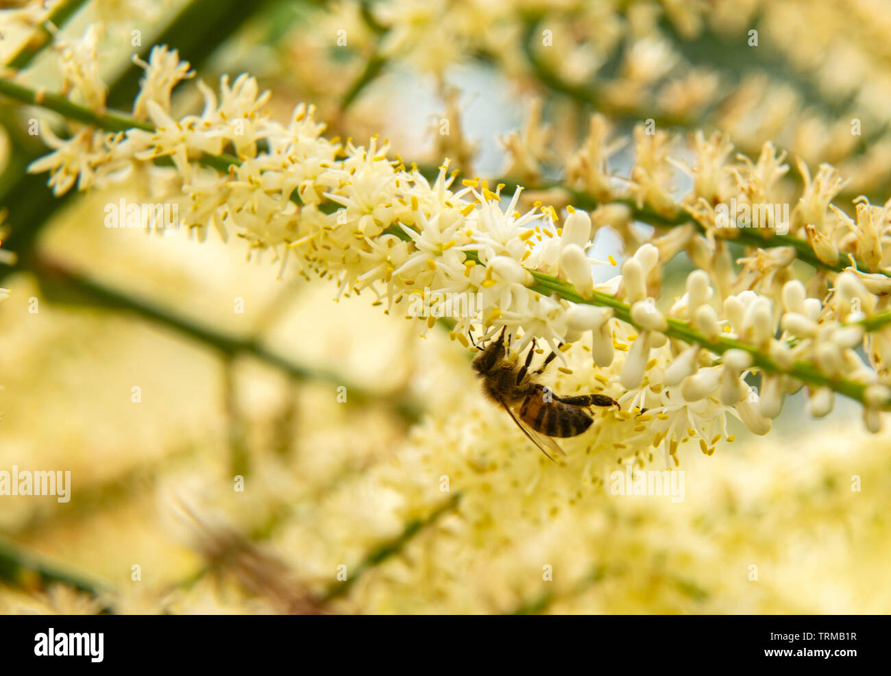 Voler en stationnaire sur les fêtes du nectar et du pollen de la panicule de fleurs cordyline australis, Devon dans un jardin. Banque D'Images