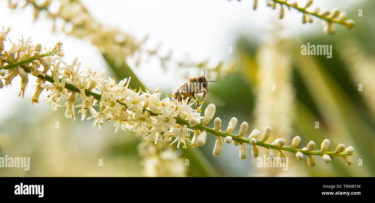 Voler en stationnaire sur les fêtes du nectar et du pollen de la panicule de fleurs cordyline australis, Devon dans un jardin. Banque D'Images
