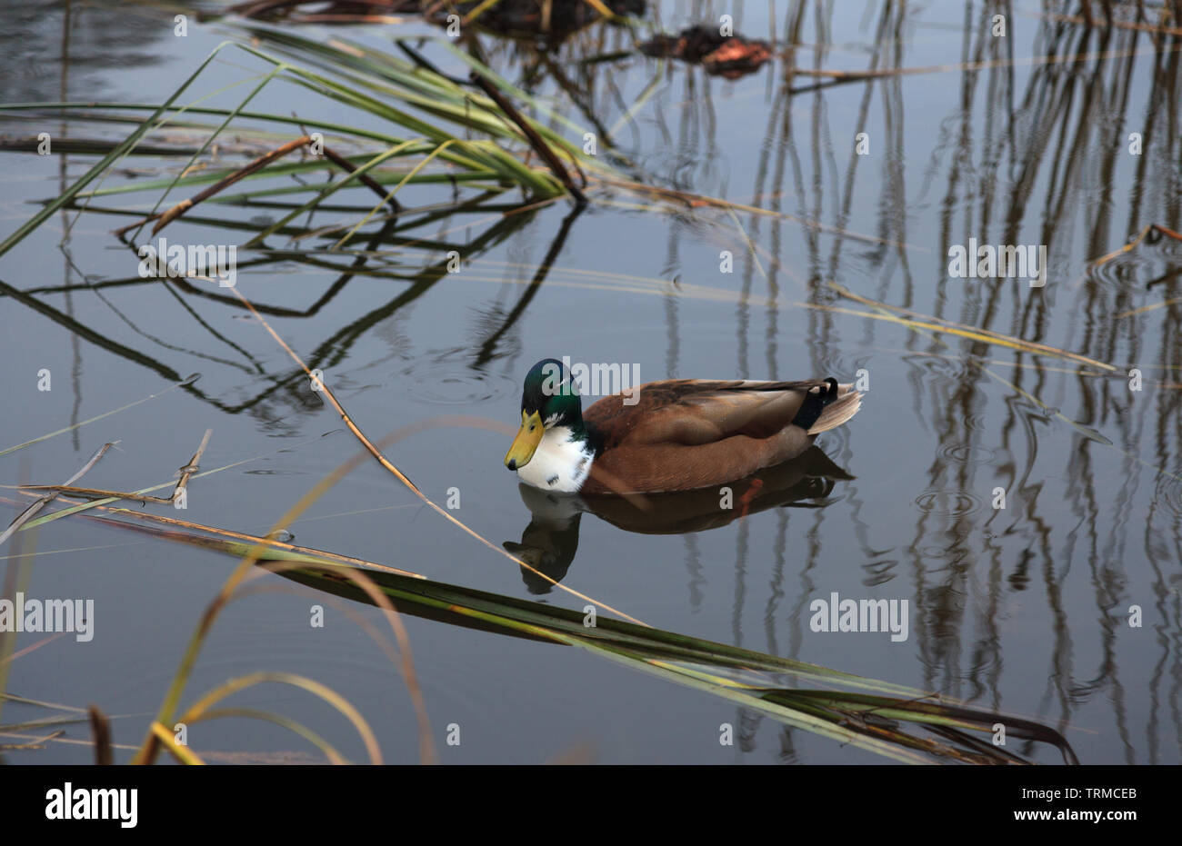 Nageant canard Banque D'Images