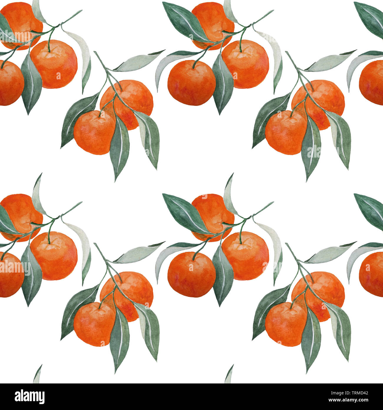 Aquarelle abstraite peinture à la main avec motif transparent la mandarine les branches et les feuilles on white Banque D'Images