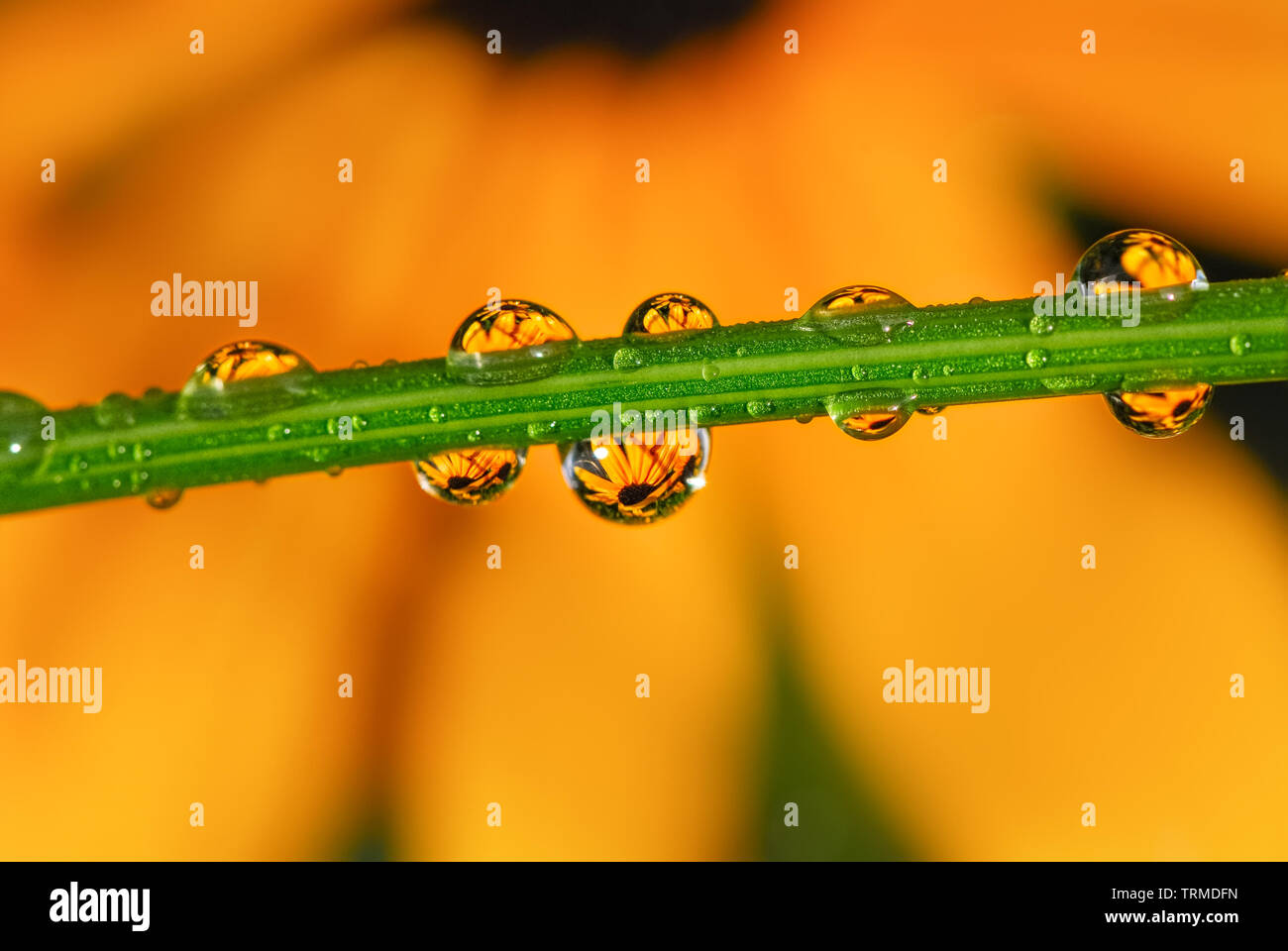 Close up de gouttes d'eau après la pluie avec des reflets de couleur orange jaune coneflower fleurs dans un jardin d'été. Banque D'Images
