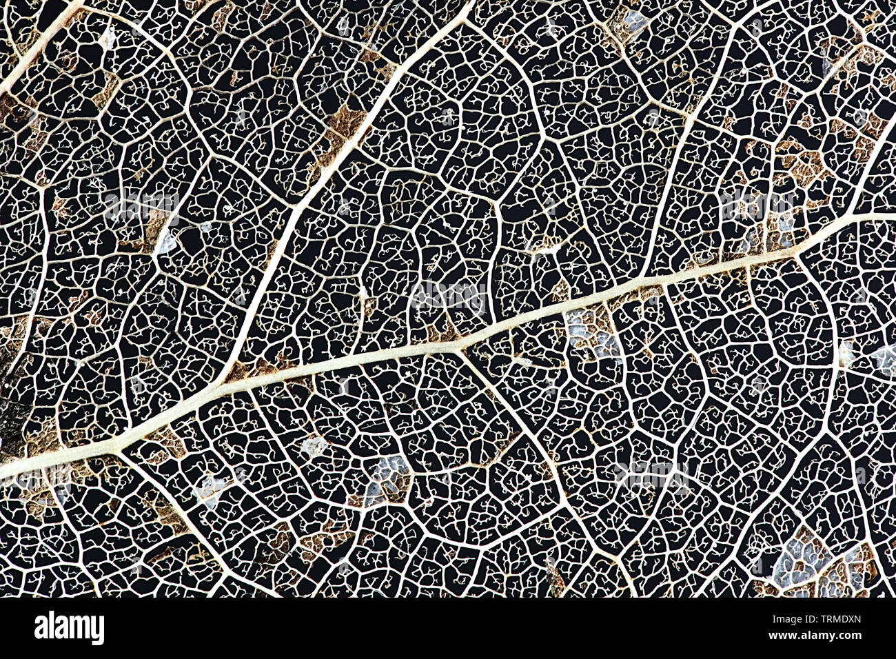 Structure d'une veine de feuilles de tremble, photographié à partir d'une feuille tombée au printemps Banque D'Images