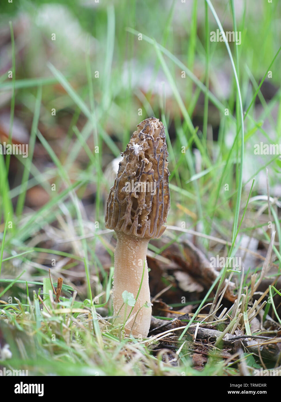 Morchella elata, un champignon comestible appelée black Morel, poussent à l'état sauvage en Finlande Banque D'Images