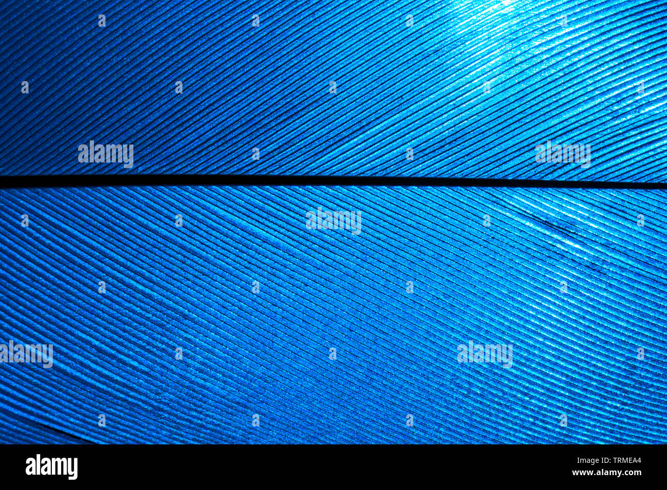 Morceau de plumes d'Oiseau bleu, close-up. Banque D'Images