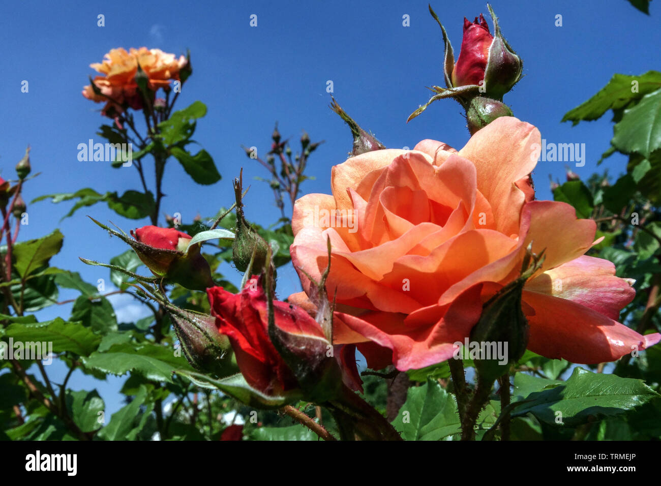 Rose arbuste, rosiers grimpants Rosa « Westerland » Banque D'Images