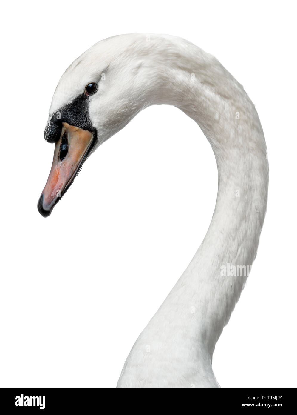Head shot of young adult white swan, côte des façons. Tête tournée sur le côté. Dans le cou, la courbe d'avoir un contact visuel avec la caméra. Isolé sur bac blanc Banque D'Images