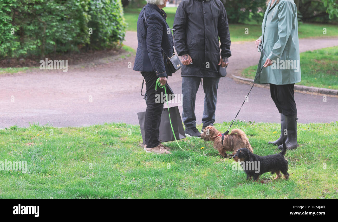 Les gens et les chiens dans le parc de la réunion Banque D'Images