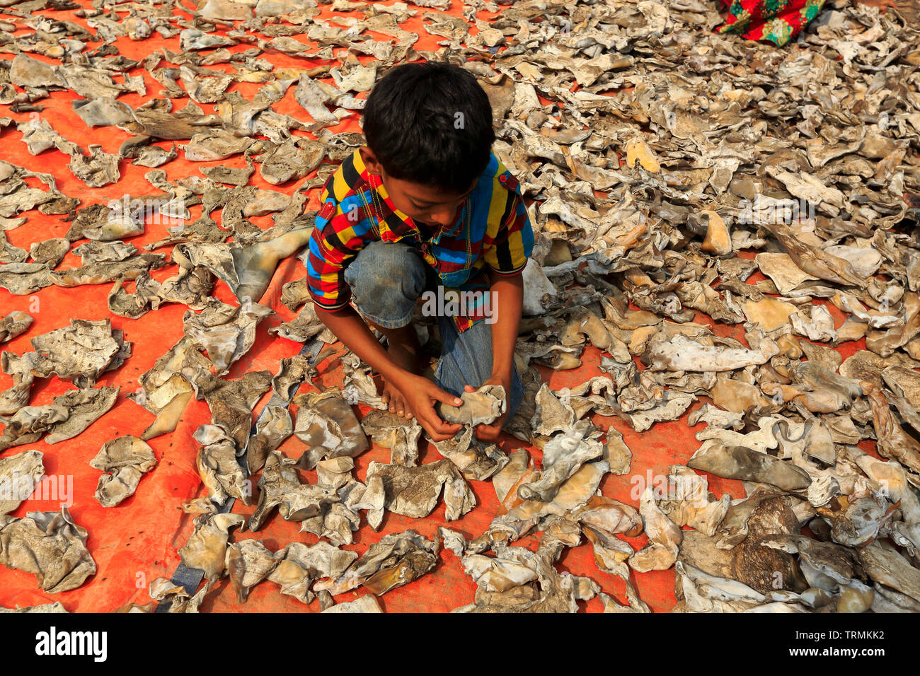 Un enfant couché de peaux d'animaux pour sécher à la banque de la rivière Buriganga à Hazaribag. Dhaka, Bangladesh. Banque D'Images