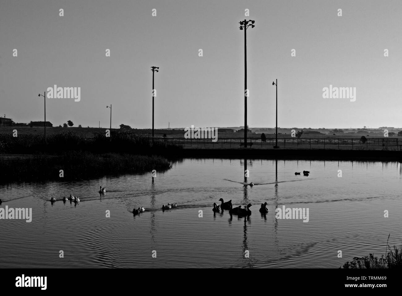 Canards apprivoisés sur Lindsey City Park Public Fishing Lake, Canyon, Texas. Banque D'Images