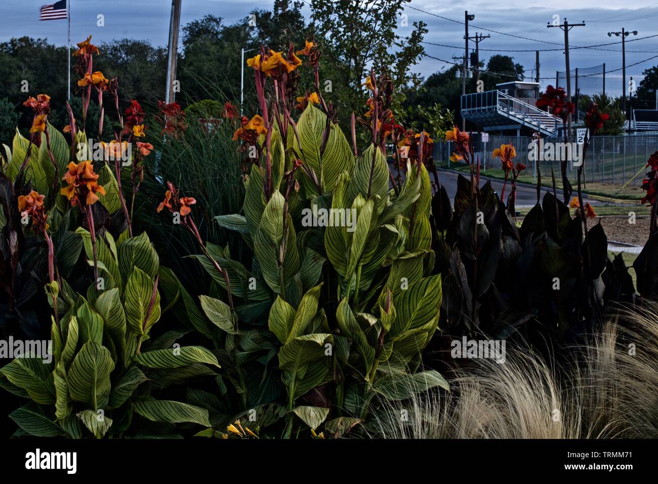 Les plantes Iris, jardins publics, Canyon Canyon, Texas. Banque D'Images