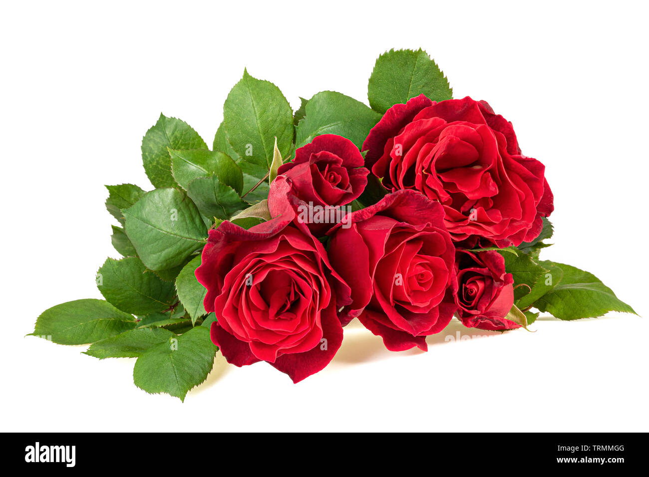 Bouquet de roses rouges fraîches isolées sur fond blanc Banque D'Images