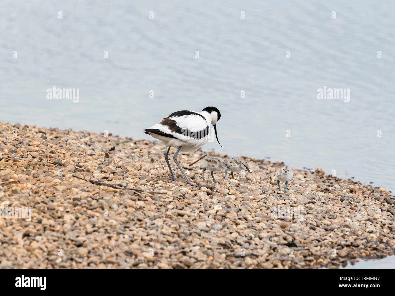 Avocette élégante (Recurvirostra avosetta) avec les poussins Banque D'Images