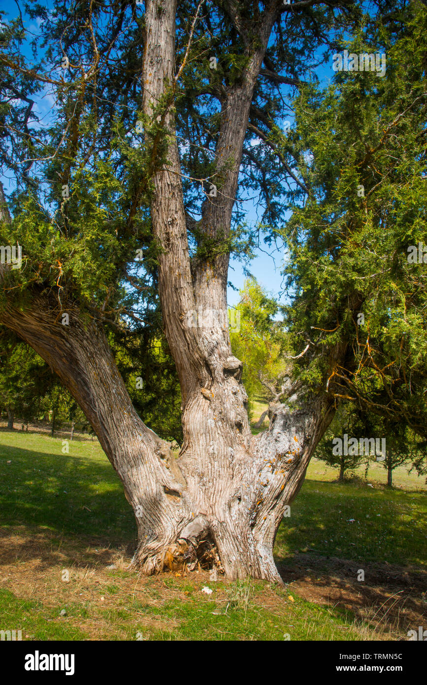 Vieux arbres Juniper. Banque D'Images