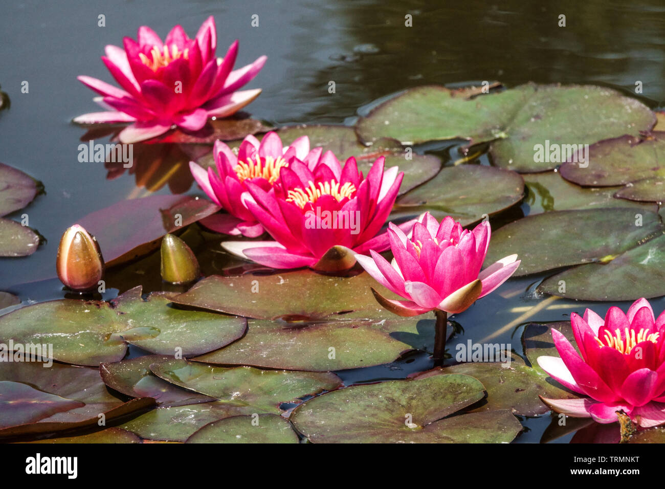 Fleur de lis d'eau, étang de jardin Banque D'Images