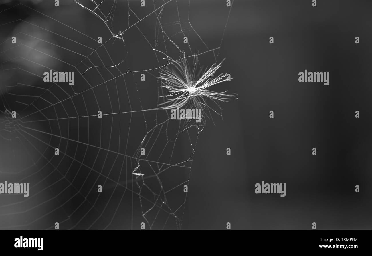 Monochrome ou en noir et blanc d'un blanc lumineux de graines de pissenlit piégés dans une nuit au web spiders Banque D'Images